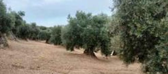 Земельный участок 5000м² в Андалусия, Испания № 186708 4