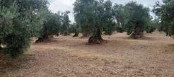 Земельный участок 5000м² в Андалусия, Испания № 186708 5