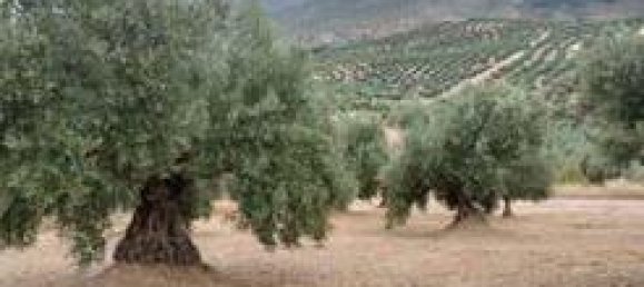 Земельный участок 5000м² в Андалусия, Испания № 186708 3