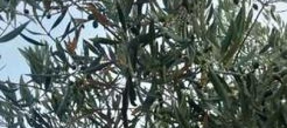 Земельный участок 5000м² в Андалусия, Испания № 186708 7