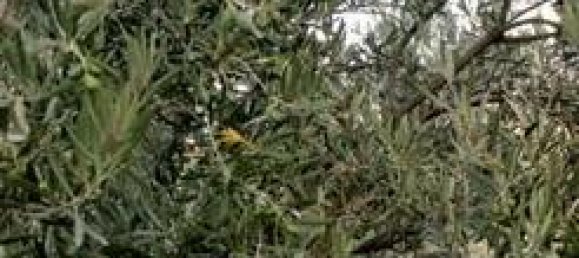 Земельный участок 5000м² в Андалусия, Испания № 186708 8