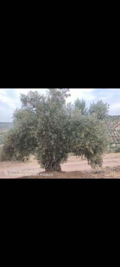 Земельный участок 5000м² в Андалусия, Испания № 186708