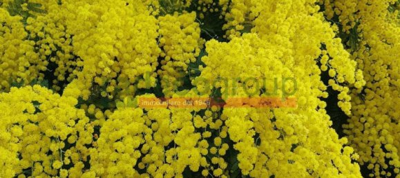 10 rooms House in Collesalvetti, Italy No. 134699 25