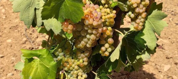 Дом с 10 спальнями в Торрелавит, Испания № 155491 23