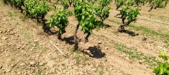 Дом с 10 спальнями в Торрелавит, Испания № 155491 21