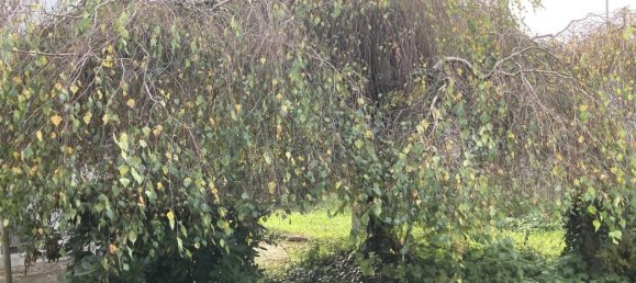 4 bedrooms House in Saarland, Germany No. 15862 5