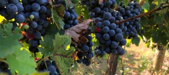 Casa de 2 dormitorios en Cortona, Italy No. 56231 15