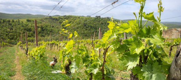 5 bedrooms Land in Gaiole in Chianti, Italy No. 53639 38