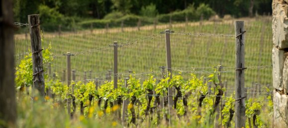 5 bedrooms Land in Gaiole in Chianti, Italy No. 53639 39