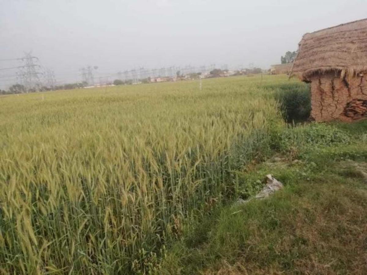  Land in Noida, India No. 65930