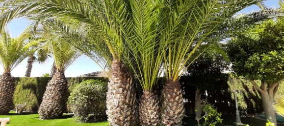 7 غرف نوم منزل في Ciudad Quesada, Spain رقم 59509 22