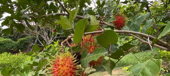 20 bedrooms Commercial property in Chiang Mai, Thailand No. 21879 3