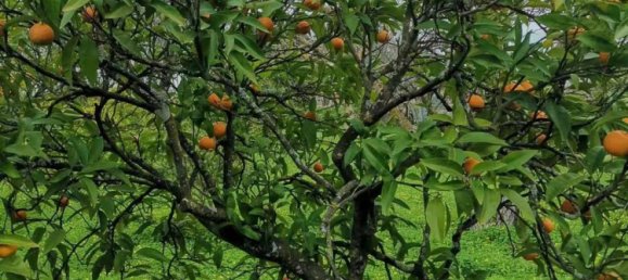 4 Schlafzimmer Grundstück in Aveiras de Baixo, Portugal, Nr. 129422 21