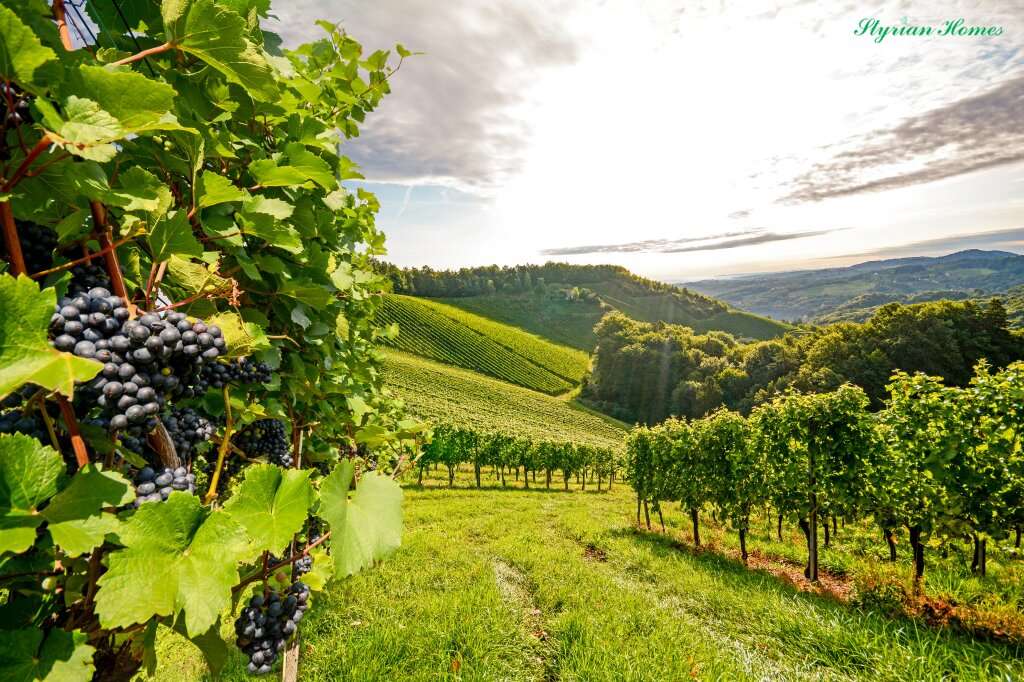 Terrain à Leibnitz, Austria No. 58240