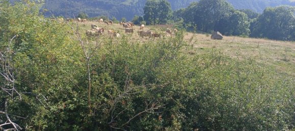 42200m² Land in Cantal, France No. 287229 7