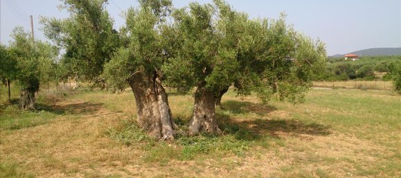 4589m² Hotel in Chalkidiki, Greece No. 7966 2