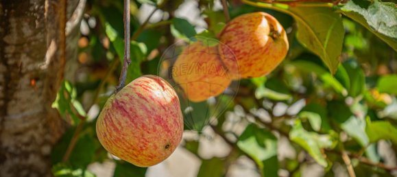 4 bedrooms House in Loures, Portugal No. 46402 18