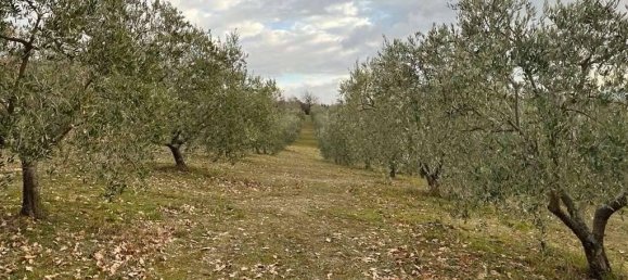 Земельный участок 785418м² в Умбертиде, Италия № 166360 2