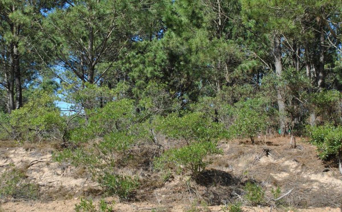  Land in Maldonado, Uruguay No. 15285