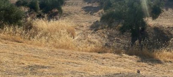 90000m² Land in Andalusia, Spain No. 187284 3