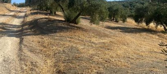 90000m² Land in Andalusia, Spain No. 187284 6