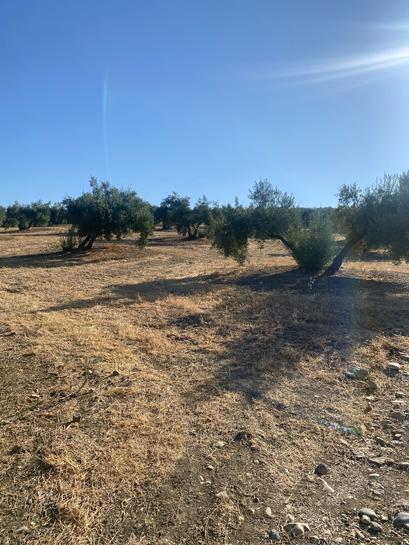 90000m² Land in Andalusia, Spain No. 187284