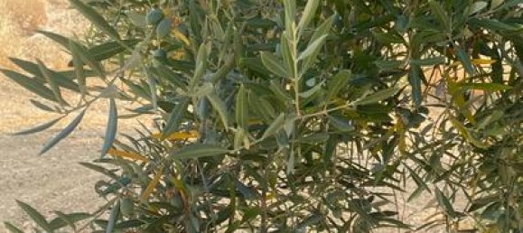 90000m² Land in Andalusia, Spain No. 187284 5