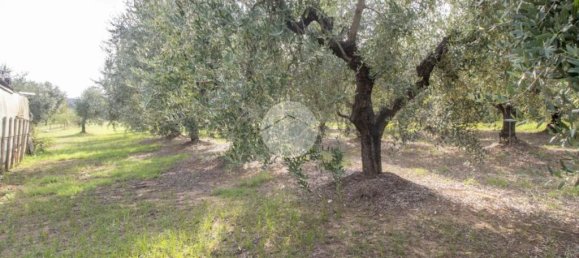 1 chambre Maison à Palombara Sabina, Italy No. 324723 18