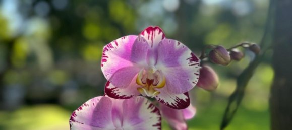 Apartamento em condomínio em Chiang Mai, Thailand N.º 77519 7