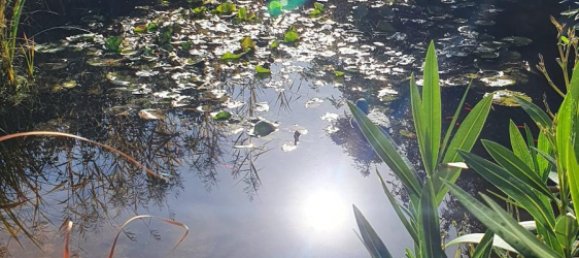 2 bedrooms House in Mecklenburgische Seenplatte, Germany No. 154789 6