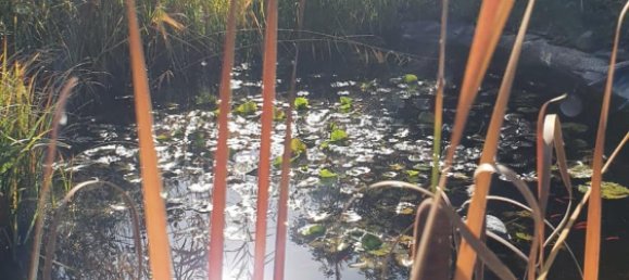 2 bedrooms House in Mecklenburgische Seenplatte, Germany No. 154789 9