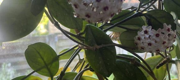 4 bedrooms Townhouse in Graz, Austria No. 174686 12