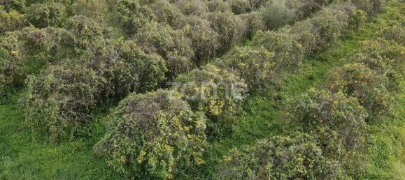Land in Sao Bartolomeu de Messines, Portugal No. 79302 9