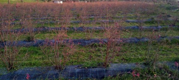 Terreno em Orjais, Portugal 13249 m² N.º 140594 3