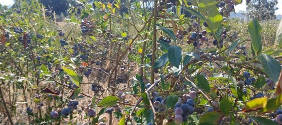 Terreno em Orjais, Portugal 13249 m² N.º 140594 16