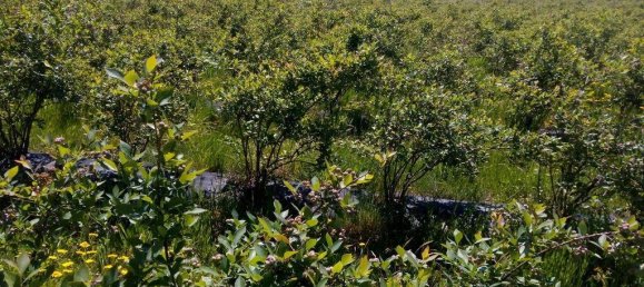 Terreno em Orjais, Portugal 13249 m² N.º 140594 7