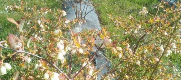 Terreno em Orjais, Portugal 13249 m² N.º 140594 2