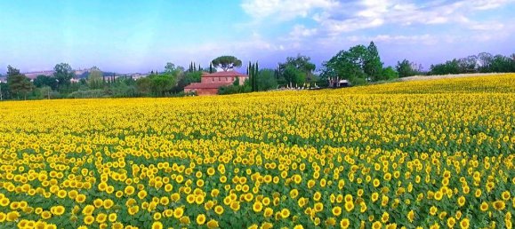 9 bedrooms House in Monteroni d'Arbia, Italy No. 195926 24