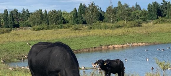 2 bedrooms Apartment in Rudow, Germany No. 283422 11