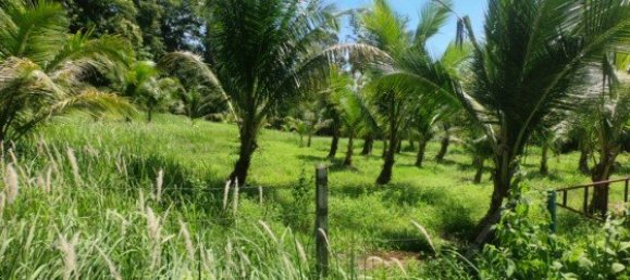 Gewerbliche Immobilie in Pa Klok, Thailand 6400m², Nr. 12585 5