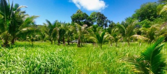 Gewerbliche Immobilie in Pa Klok, Thailand 6400m², Nr. 12585 4