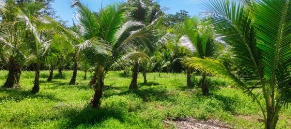 Gewerbliche Immobilie in Pa Klok, Thailand 6400m², Nr. 12585 7