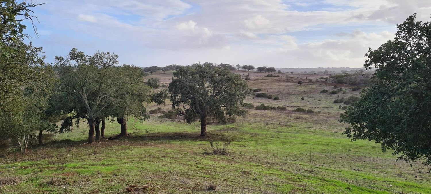  قطعة أرض في Grandola, Portugal 135750متر مربع رقم 70899