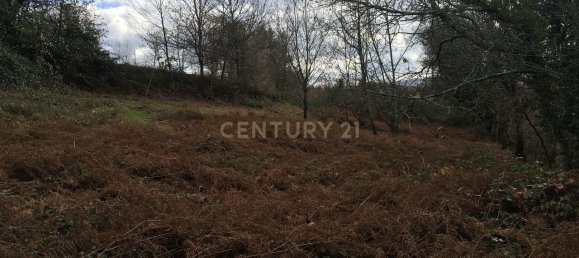 4 bedrooms House in Cantelaes, Portugal No. 42977 10