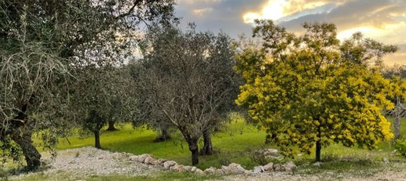 3 rooms House in Ceglie Messapica, Italy No. 172273 9