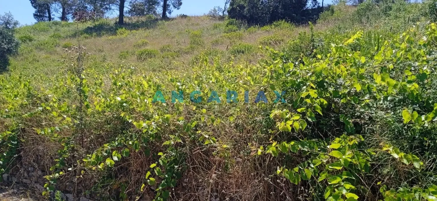 Grundstück in Batalha, Portugal, Nr. 289401