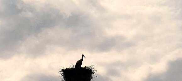 5 bedrooms Farm in Oberhavel, Germany No. 305469 12