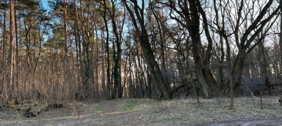 Terreno en Potsdam-Mittelmark, Germany No. 74151 2