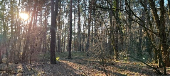 Terreno en Potsdam-Mittelmark, Germany No. 74151 5