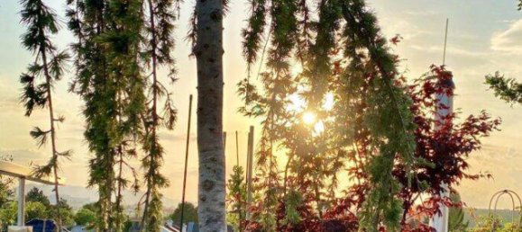 3-Zimmer Penthouse in Wien, Austria, Nr. 223071 13